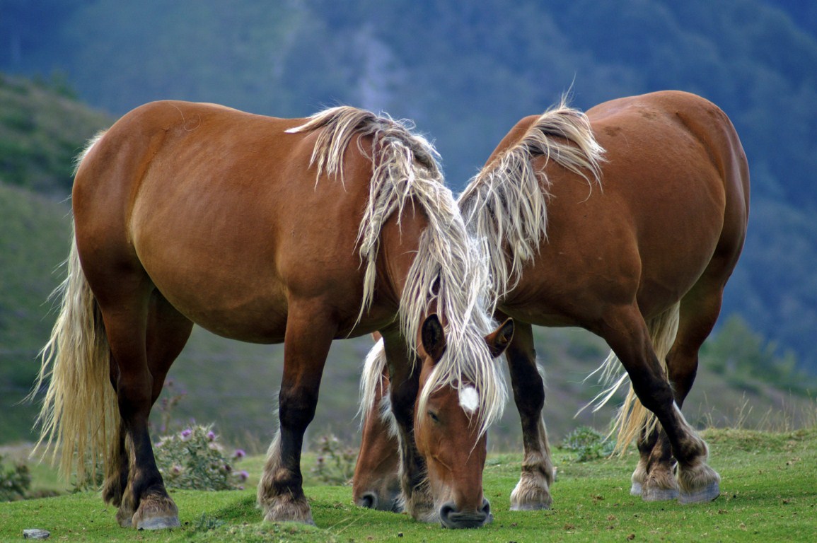 Paarden Pyreneeën