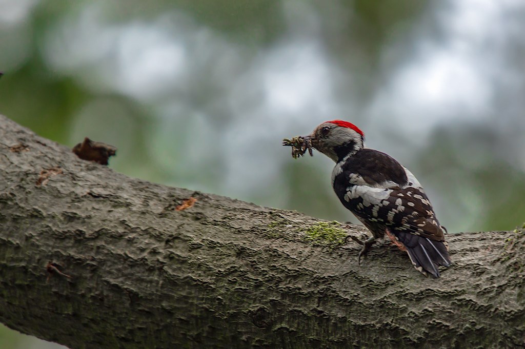 middelste bonte specht (Dendrocoptes medius) middle spotted woodpecker (3)