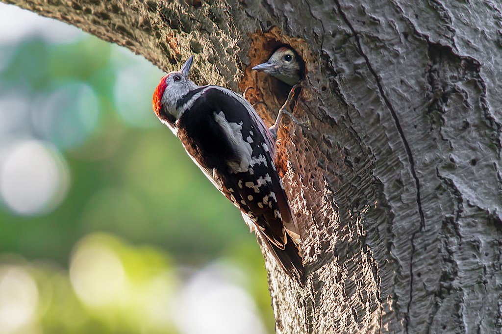 middelste bonte specht (Dendrocoptes medius) middle spotted woodpecker (9)