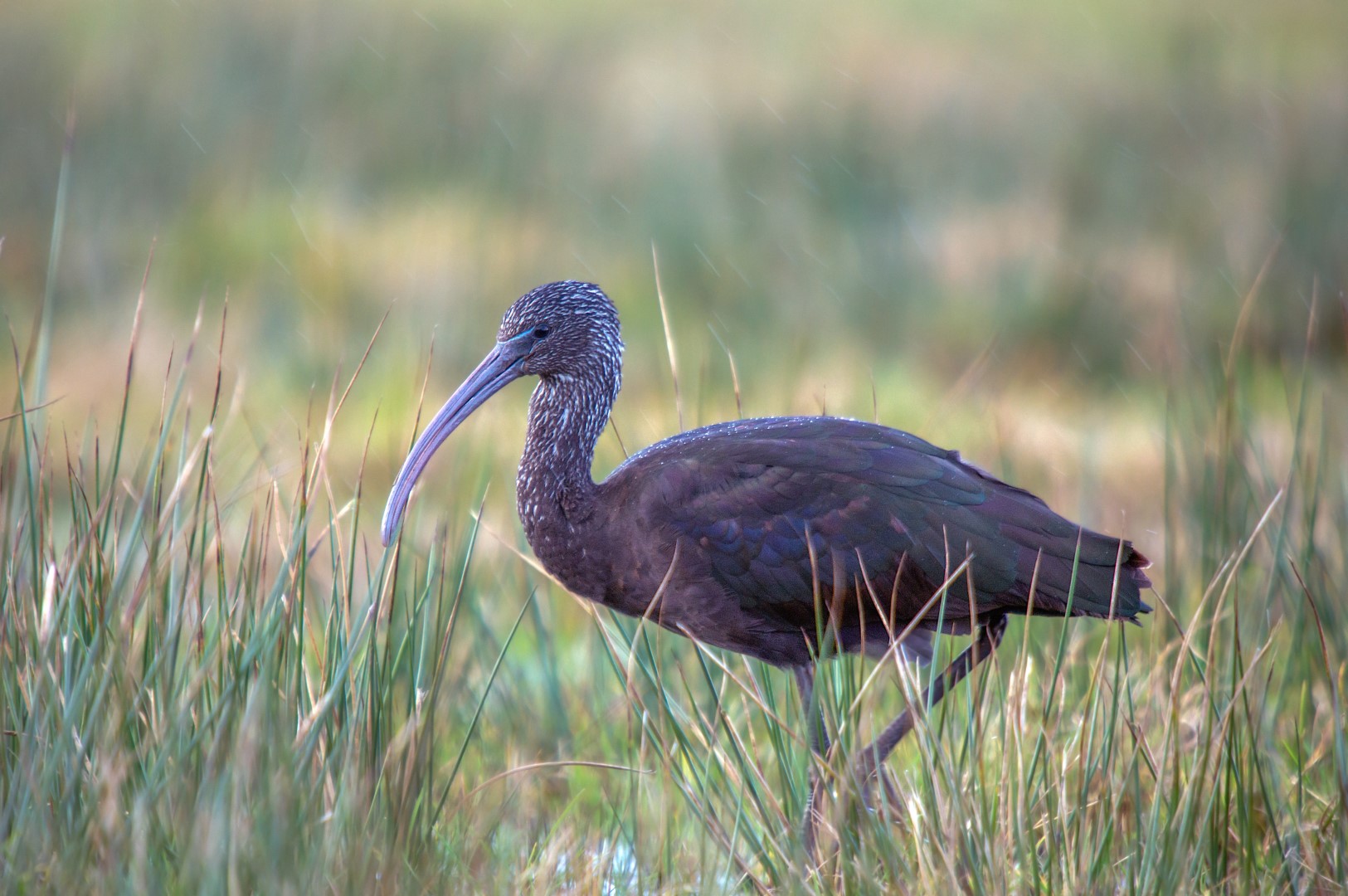 Zwarte ibis (1)