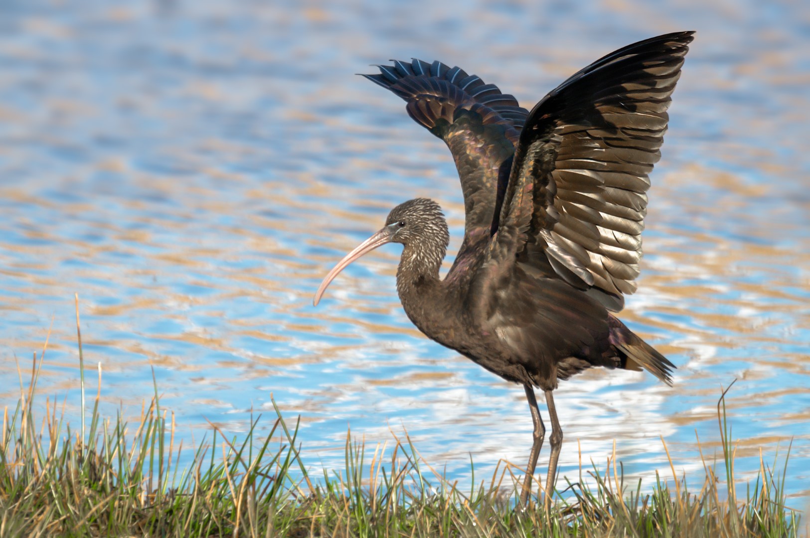 Zwarte ibis (2)