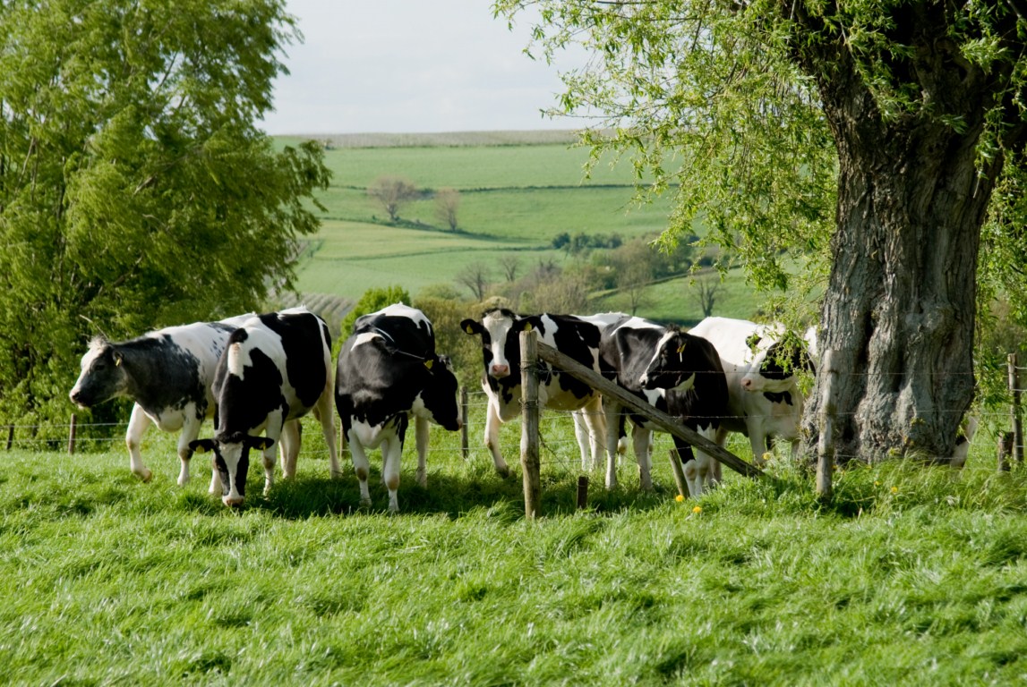 Limburgs landschap met koeien