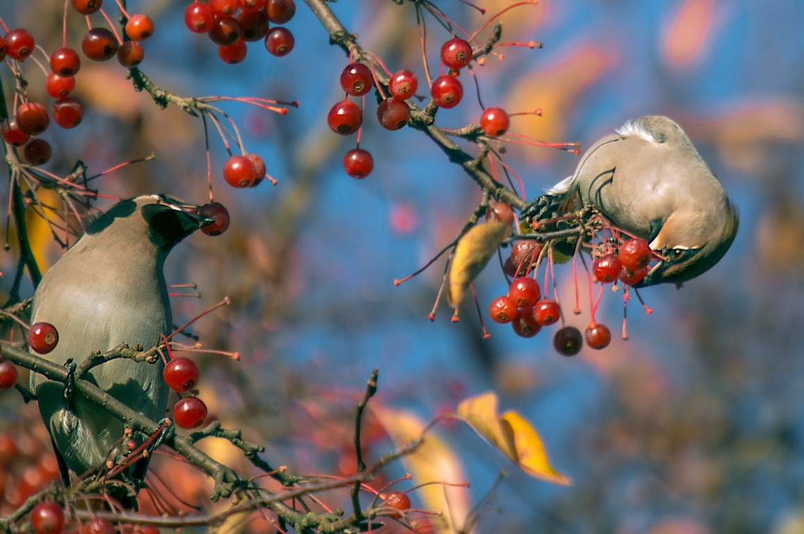 pestvogel-2
