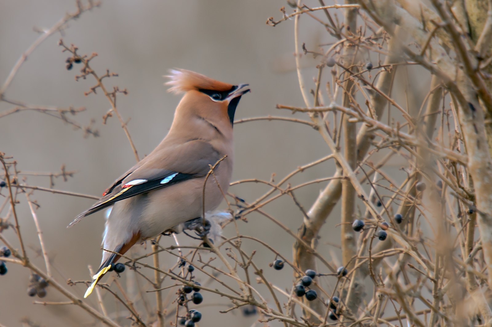 Pestvogel Drachten