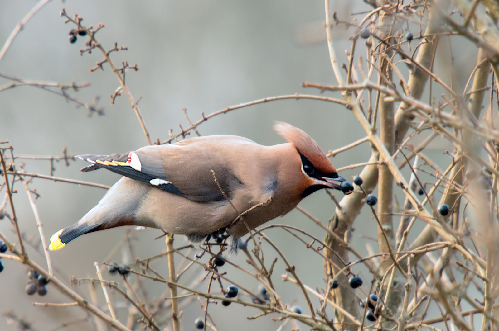 Pestvogel Drachten