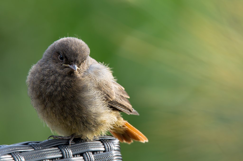 Zwarte roodstaart (Phoenicurus ochruros) (12)