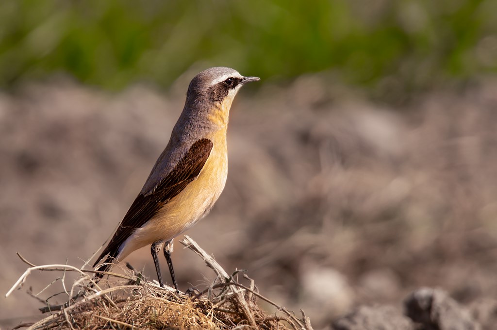 Tapuit (Oenanthe oenanthe) (1)