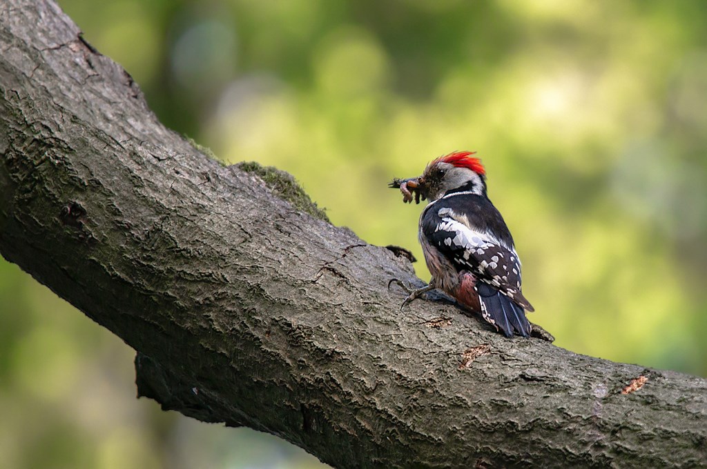 Middelste bonte specht (Dendrocoptes medius) middle spotted woodpecker (8)